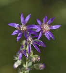 Eastern silver aster